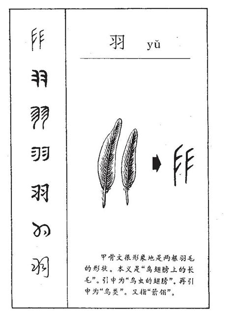 羽的名字